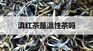 滇红茶是温性茶吗？
