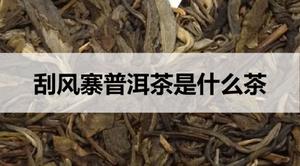 刮风寨普洱茶是什么茶？