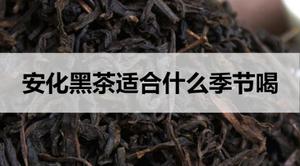 安化黑茶适合什么季节饮用？