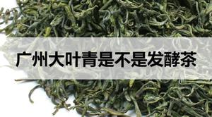 广东大叶青是不是发酵茶?