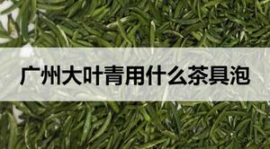 广东大叶青用什么茶具泡？