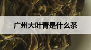 广东大叶青是什么茶？