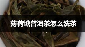 <span style='color:red;'>薄荷塘普洱茶</span>怎么洗茶？