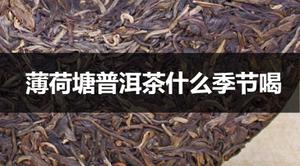 薄荷塘普洱茶什么季节适合喝？