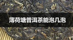 薄荷塘普洱茶能泡几泡？