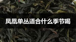 凤凰单丛适合什么季节饮用？