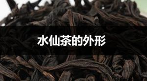 水仙茶的外形特征