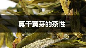莫干黄芽是寒性茶吗？
