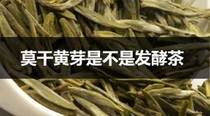 莫干黄芽是不是发酵茶