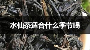 水仙茶适合什么季节喝？
