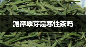 湄潭翠芽是寒性茶吗？
