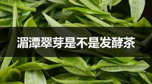 湄潭翠芽是不是发酵茶？