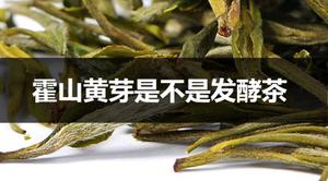 霍山黄芽是不是发酵茶？