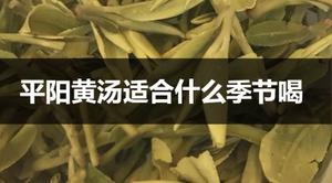 什么季节适合喝平阳黄汤？