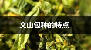 文山包种有什么特点？