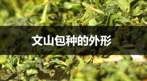 文山包种的外形是怎样的？