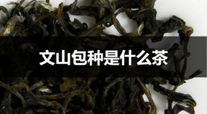 文山包种是什么茶？