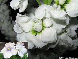 白色紫罗兰花的花语是什么？