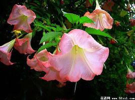 粉色曼陀罗的花语是什么？