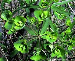 绿色曼陀罗的花语是什么？