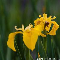 黄色鸢尾花的花语是什么？