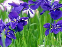 蓝色鸢尾花的花语是什么？