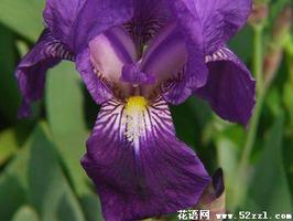 紫色鸢尾花的花语是什么？
