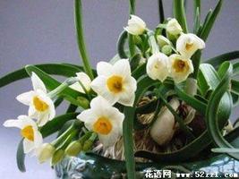 中国水仙花的花语是什么？