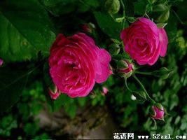 红蔷薇花的花语是什么？