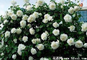 白蔷薇花的花语是什么？