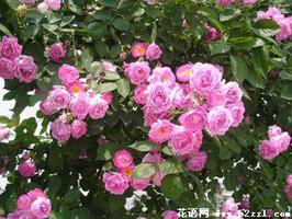 粉色蔷薇花的花语是什么？
