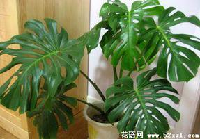 龟背竹的花语是什么？