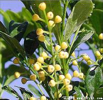 米兰花的花语是什么？