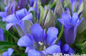 龙胆花的花语是什么？