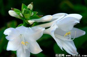 玉簪花的花语是什么？