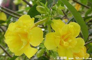 黄色夹竹桃的花语是什么？