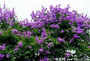 紫薇花的花语是什么？