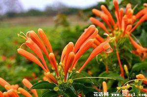 炮仗花的花语是什么？