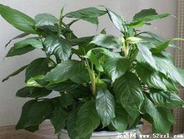 万年青的花语是什么？