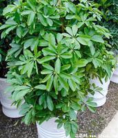 摇钱树的花语是什么？