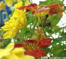 旱金莲的花语是什么？