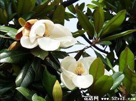 广玉兰（荷花玉兰）的花语是什么？