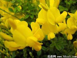 金雀花的花语是什么？