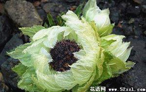 雪莲花的花语是什么?