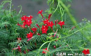 五星花的花语是什么？