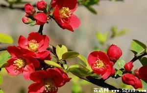 贴梗海棠的花语是什么？