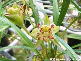 墨兰的花语是什么？