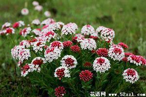 狼毒花的花语是什么?