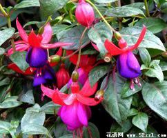 倒挂金钟（灯笼花）的花语是什么？