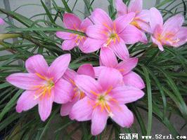 韭菜兰的花语是什么？